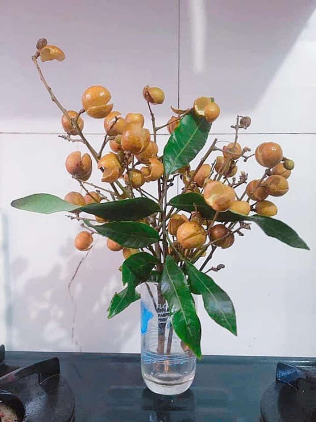 Khoe bó hoa rực rỡ chỉ đáng chục nghìn đồng, mẹ trẻ khiến tất thảy kinh ngạc vì nguồn gốc quên không xào thịt bò? - Ảnh 5. Khoe bó hoa rực rỡ chỉ đáng chục nghìn đồng, mẹ trẻ khiến tất thảy kinh ngạc vì nguồn gốc quên không xào thịt bò? - Ảnh 5.