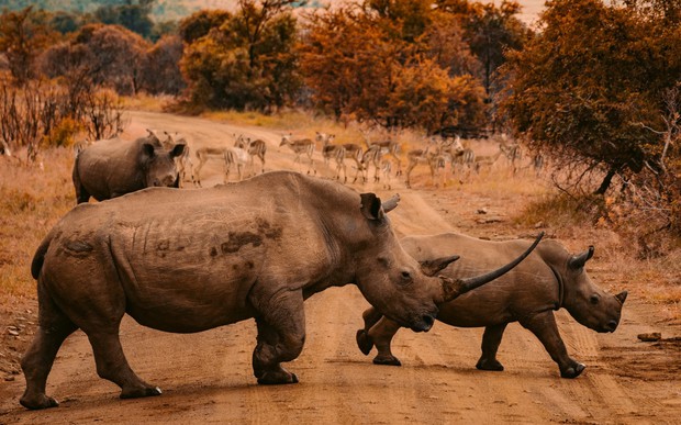 Bên trong chợ đen buôn lậu sừng tê kinh hoàng nhất châu Á: Không cách nào ngưng lại, kể cả khi đại dịch xuất hiện - Ảnh 3.