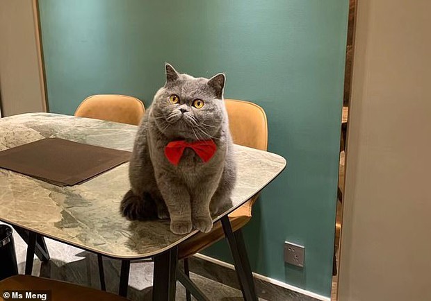 Video hơn 8 triệu like khiến ai cũng “lịm tim”: Chú mèo cưng khóc rưng rức trước camera an ninh vì nguyên nhân vừa dễ thương vừa đáng buồn - Ảnh 4.