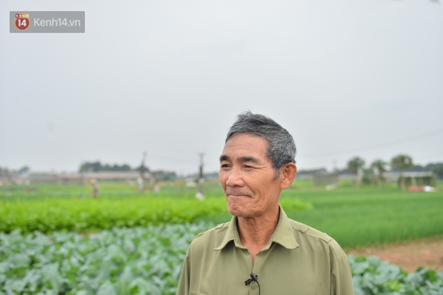 Nước mắt sau Tết: Người nông dân nhổ bỏ cải bắp, su hào vì ế không bán được - Ảnh 2. Nước mắt sau Tết: Người nông dân nhổ bỏ cải bắp, su hào vì ế không bán được - Ảnh 2.