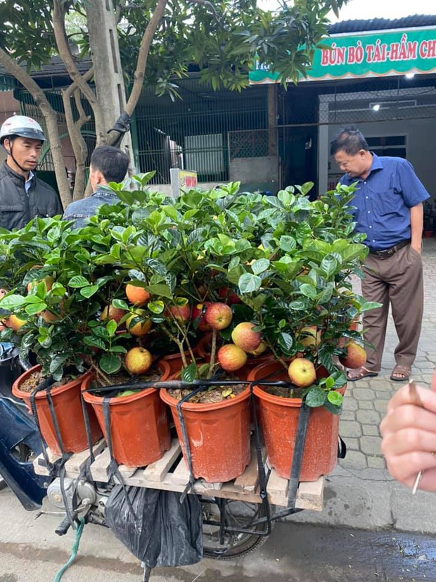 Gia đình bỏ hơn 1 triệu mua cây táo chơi Tết, 3 ngày sau cây nở ra… hoa dâm bụt khiến khách vừa “khen đểu” vừa cười tắc thở - Ảnh 2. Gia đình bỏ hơn 1 triệu mua cây táo chơi Tết, 3 ngày sau cây nở ra… hoa dâm bụt khiến khách vừa “khen đểu” vừa cười tắc thở - Ảnh 2.