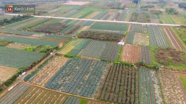 Nước mắt sau Tết: Người nông dân nhổ bỏ cải bắp, su hào vì ế không bán được - Ảnh 1. Nước mắt sau Tết: Người nông dân nhổ bỏ cải bắp, su hào vì ế không bán được - Ảnh 1.
