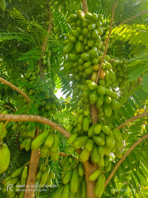 Loại khế tròn như trái nhót mọc thành chùm bó lấy thân cây khiến cư dân mạng trầm trồ, nghe về độ chua của nó mới thực sự hoảng hốt - Ảnh 1. Loại khế tròn như trái nhót mọc thành chùm bó lấy thân cây khiến cư dân mạng trầm trồ, nghe về độ chua của nó mới thực sự hoảng hốt - Ảnh 1.