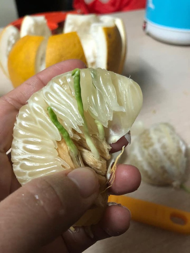 Chuyện hi hữu: Hái bưởi bỏ gầm giường ăn dần, đến khi đem ra bổ, người đàn ông ngỡ ngàng phát hiện hàng chục cây bưởi li ti đang mọc chi chít bên trong - Ảnh 1. Chuyện hi hữu: Hái bưởi bỏ gầm giường ăn dần, đến khi đem ra bổ, người đàn ông ngỡ ngàng phát hiện hàng chục cây bưởi li ti đang mọc chi chít bên trong - Ảnh 1.