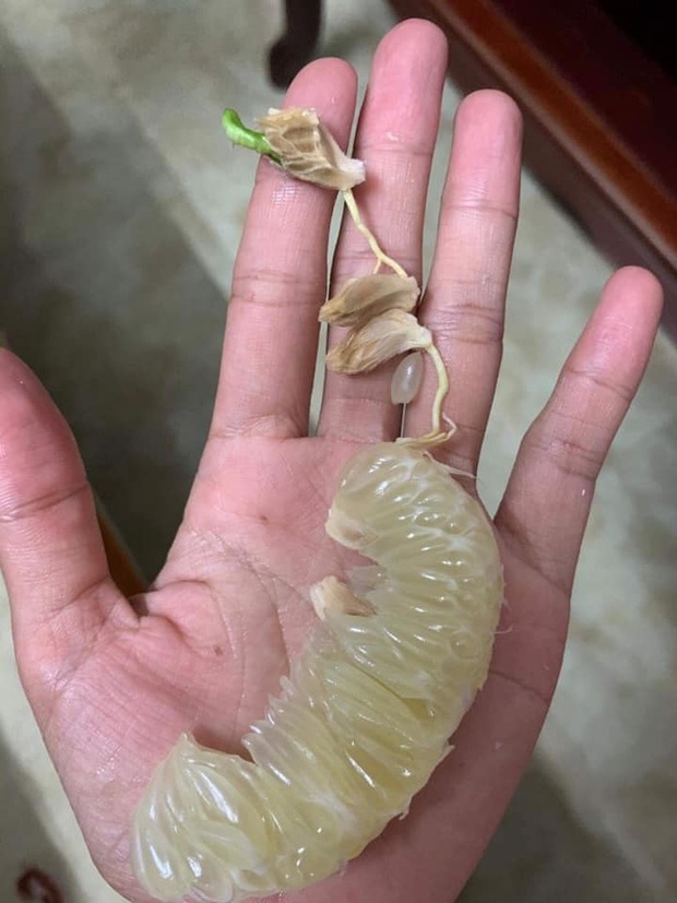 Chuyện hi hữu: Hái bưởi bỏ gầm giường ăn dần, đến khi đem ra bổ, người đàn ông ngỡ ngàng phát hiện hàng chục cây bưởi li ti đang mọc chi chít bên trong - Ảnh 6. Chuyện hi hữu: Hái bưởi bỏ gầm giường ăn dần, đến khi đem ra bổ, người đàn ông ngỡ ngàng phát hiện hàng chục cây bưởi li ti đang mọc chi chít bên trong - Ảnh 6.