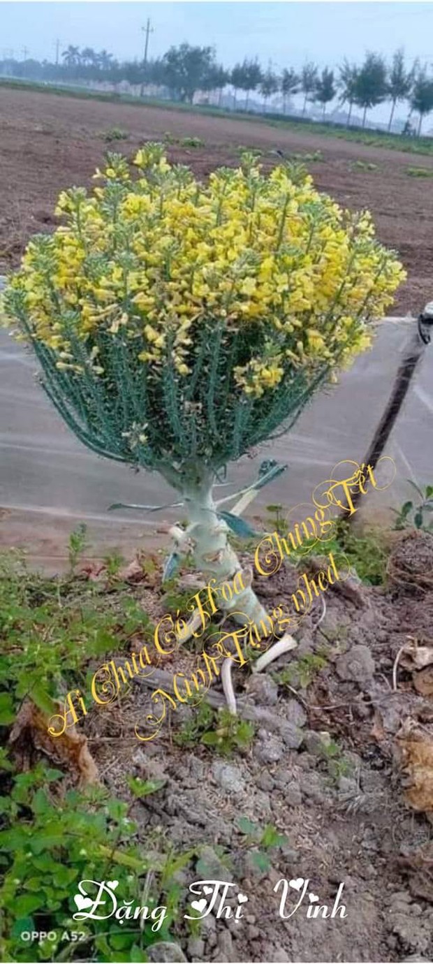 Những bình hoa rực rỡ giá chỉ vài chục nghìn đang thành trend trên MXH, tất thảy là do khổ chủ quên “đem xào thịt bò” - Ảnh 5. Những bình hoa rực rỡ giá chỉ vài chục nghìn đang thành trend trên MXH, tất thảy là do khổ chủ quên “đem xào thịt bò” - Ảnh 5.