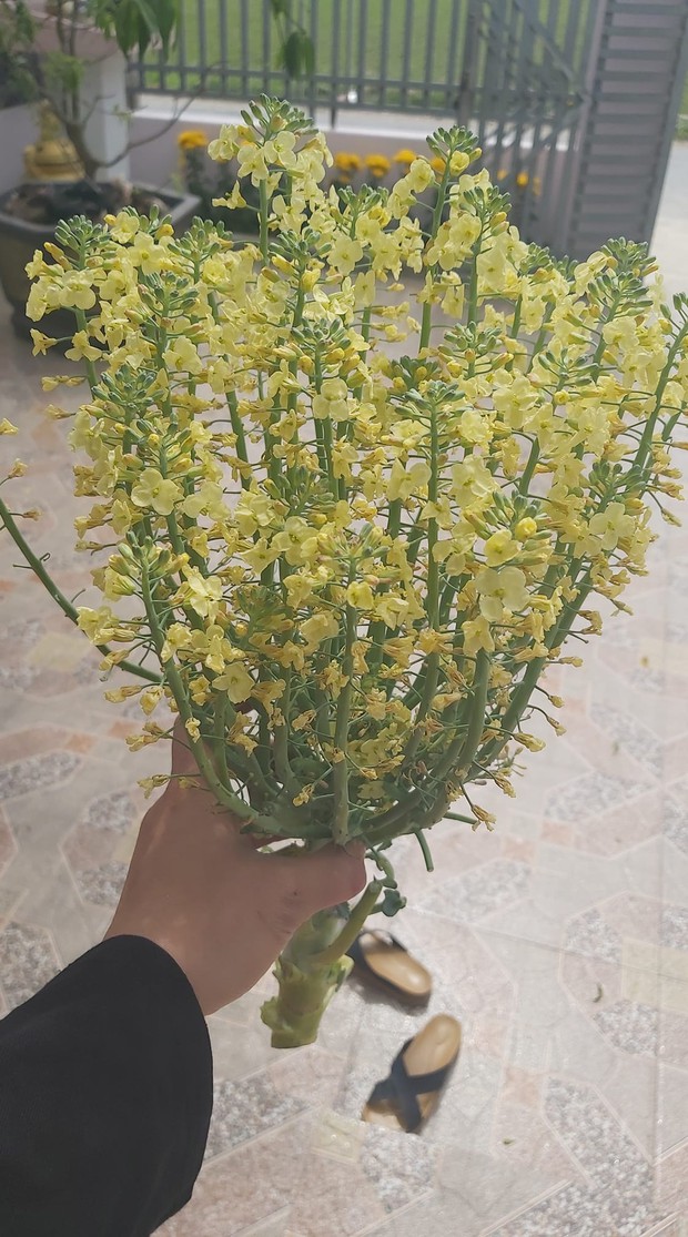 Những bình hoa rực rỡ giá chỉ vài chục nghìn đang thành trend trên MXH, tất thảy là do khổ chủ quên “đem xào thịt bò” - Ảnh 6. Những bình hoa rực rỡ giá chỉ vài chục nghìn đang thành trend trên MXH, tất thảy là do khổ chủ quên “đem xào thịt bò” - Ảnh 6.