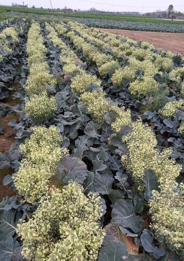 Những bình hoa rực rỡ giá chỉ vài chục nghìn đang thành trend trên MXH, tất thảy là do khổ chủ quên “đem xào thịt bò” - Ảnh 7. Những bình hoa rực rỡ giá chỉ vài chục nghìn đang thành trend trên MXH, tất thảy là do khổ chủ quên “đem xào thịt bò” - Ảnh 7.