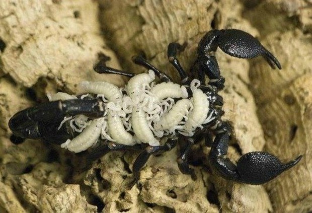 Bọ cạp mẹ cõng con: Tấm ảnh tràn ngập tình mẫu tử, cho đến khi bạn biết sự thật đáng sợ phía sau - Ảnh 2.