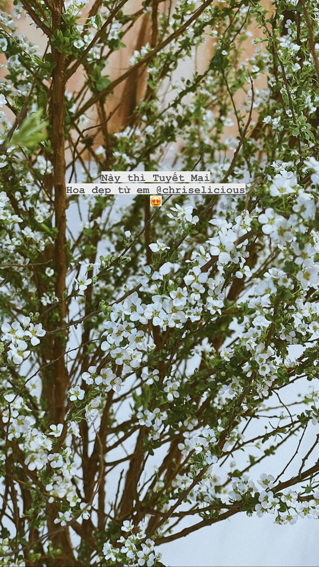 Sao Việt khoe cây hoa chơi Tết: Tóc Tiên, Bảo Anh mê đào, thanh liễu; Thanh Hằng lại là fan của tuyết mai  - Ảnh 7.