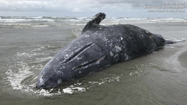 Xác cá voi khổng lồ dạt bờ, tưởng như bao lần khác nhưng khoa học lại phát hiện ra một sự thật bất ngờ - Ảnh 2.