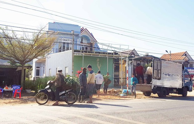 Giá hoa rẻ hơn cỏ voi, chính quyền kêu gọi giải cứu lay ơn - Ảnh 2. Giá hoa rẻ hơn cỏ voi, chính quyền kêu gọi giải cứu lay ơn - Ảnh 2.