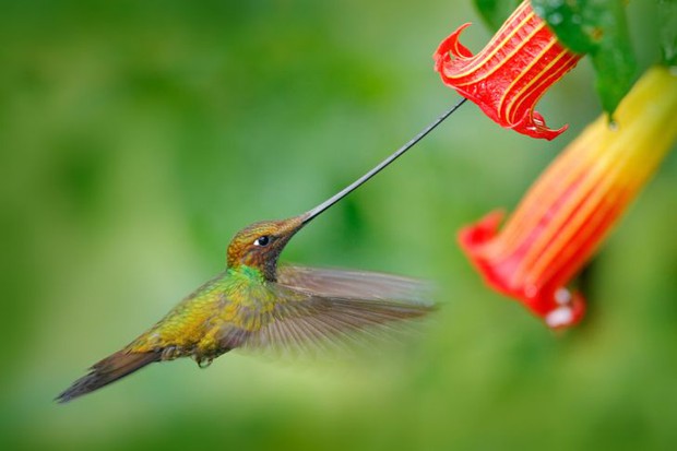 Những sự thật khó tin về các loài động vật cho chúng ta thấy mẹ thiên nhiên quả thực đã sáng tạo đến mức nào - Ảnh 4. Những sự thật khó tin về các loài động vật cho chúng ta thấy mẹ thiên nhiên quả thực đã sáng tạo đến mức nào - Ảnh 4.