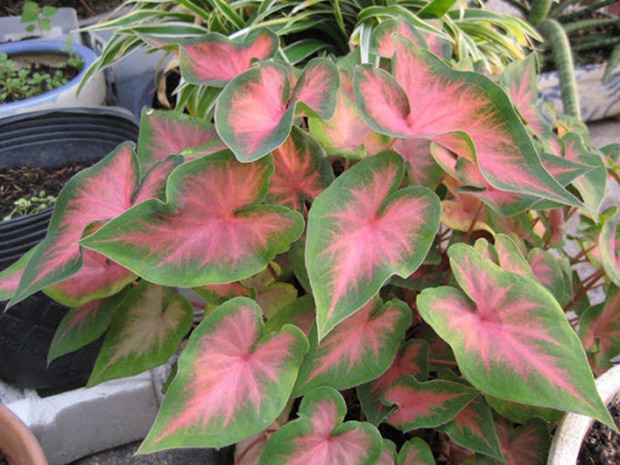 8 loại cây đẹp mà độc không nên trồng trong nhà kẻo rước bệnh vào người - Ảnh 7.