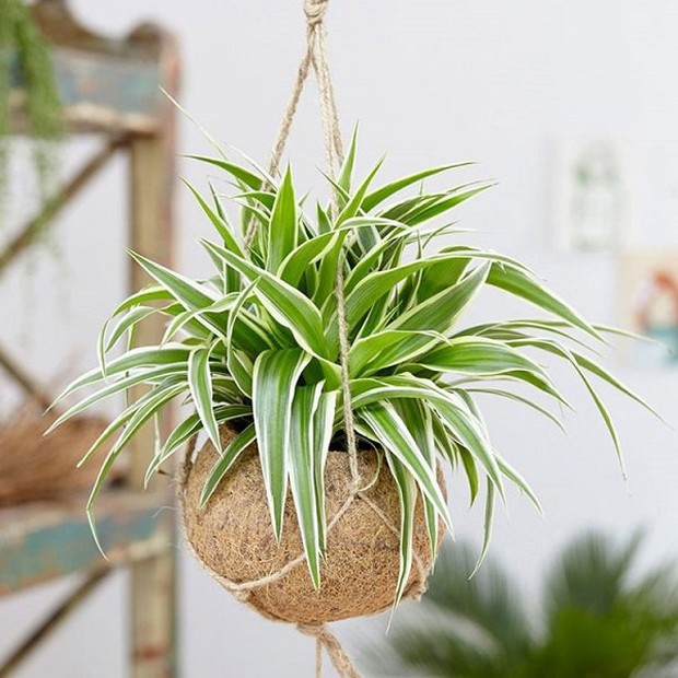 4 loại cây hợp với người mệnh Thuỷ trồng trong nhà sẽ có thêm vượng khí