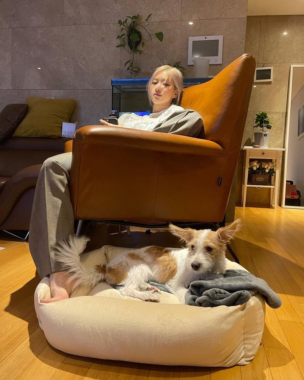 Từ ngày làm đại boss của Rosé, chú chó Hank toàn được hưởng sái hàng hiệu, nhìn mà ghen tị - Ảnh 1.