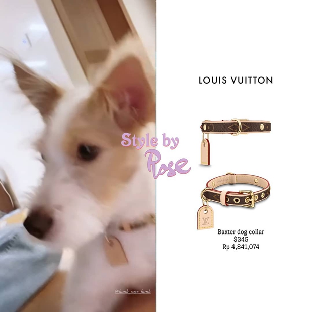 Từ ngày làm đại boss của Rosé, chú chó Hank toàn được hưởng sái hàng hiệu, nhìn mà ghen tị - Ảnh 4.