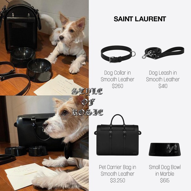 Từ ngày làm đại boss của Rosé, chú chó Hank toàn được hưởng sái hàng hiệu, nhìn mà ghen tị - Ảnh 3.