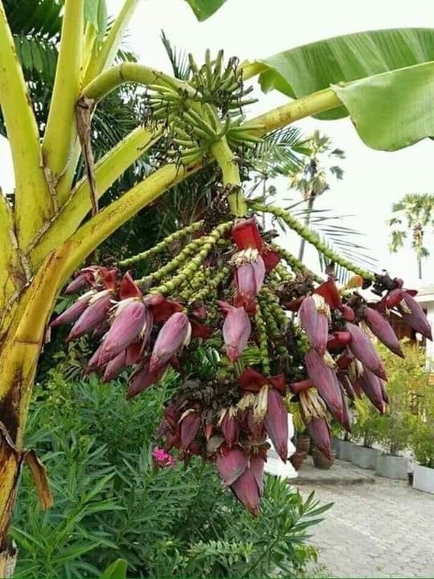 Khi cây trái ở Việt Nam ra hoa kết quả vượt ngoài quy luật tự nhiên, đến cả người trồng cũng sửng sốt không tin - Ảnh 27. Khi cây trái ở Việt Nam ra hoa kết quả vượt ngoài quy luật tự nhiên, đến cả người trồng cũng sửng sốt không tin - Ảnh 27.