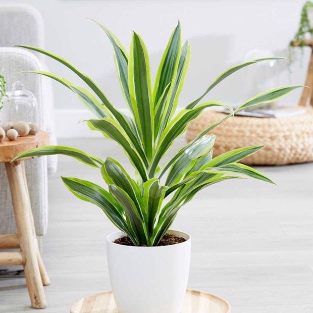 3 loại cây là khắc tinh của phòng ngủ, chớ chọn kẻo rước bệnh tật và vận xui vào người - Ảnh 4. 3 loại cây là khắc tinh của phòng ngủ, chớ chọn kẻo rước bệnh tật và vận xui vào người - Ảnh 4.