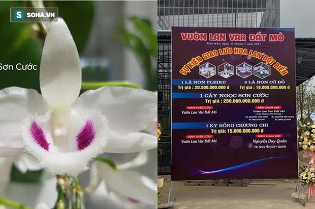 Chủ cây lan đột biến Ngọc Sơn Cước tiết lộ sự thật về con số 250 tỷ đồng - Ảnh 1. Chủ cây lan đột biến Ngọc Sơn Cước tiết lộ sự thật về con số 250 tỷ đồng - Ảnh 1.
