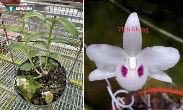 Chủ cây lan đột biến Ngọc Sơn Cước tiết lộ sự thật về con số 250 tỷ đồng - Ảnh 2. Chủ cây lan đột biến Ngọc Sơn Cước tiết lộ sự thật về con số 250 tỷ đồng - Ảnh 2.