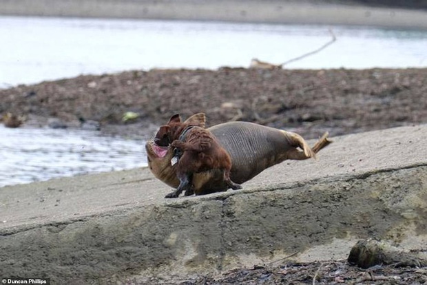 Cái chết của chú hải cẩu 9 tháng tuổi khiến nước Anh thương tiếc: Bị chó dữ nhà giàu tấn công dữ dội tạo nên cảnh hiện trường đẫm máu - Ảnh 1.