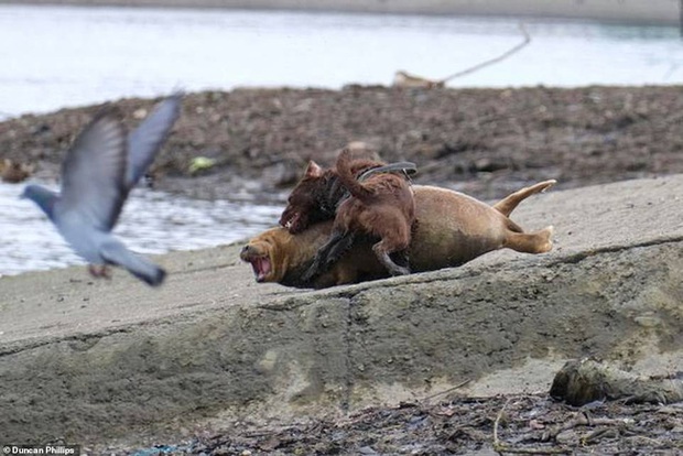 Cái chết của chú hải cẩu 9 tháng tuổi khiến nước Anh thương tiếc: Bị chó dữ nhà giàu tấn công dữ dội tạo nên cảnh hiện trường đẫm máu - Ảnh 2.