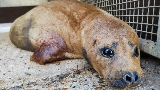 Cái chết của chú hải cẩu 9 tháng tuổi khiến nước Anh thương tiếc: Bị chó dữ nhà giàu tấn công dữ dội tạo nên cảnh hiện trường đẫm máu - Ảnh 6.