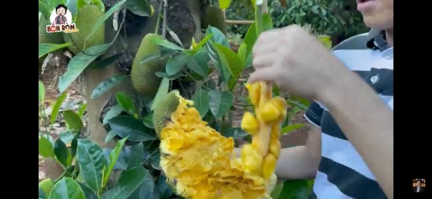 Sau nhà thờ tổ trăm tỷ, NS Hoài Linh hé lộ cơ ngơi là khu vườn trái cây đủ loại của ngon vật lạ siêu to ở Đồng Nai - Ảnh 2. Sau nhà thờ tổ trăm tỷ, NS Hoài Linh hé lộ cơ ngơi là khu vườn trái cây đủ loại của ngon vật lạ siêu to ở Đồng Nai - Ảnh 2.