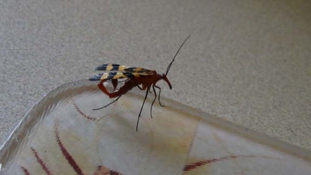 Đang dọn nhà thì phát hiện bọ cạp bay kinh dị, gia chủ thiếu điều bỏ của chạy lấy người - Ảnh 5.