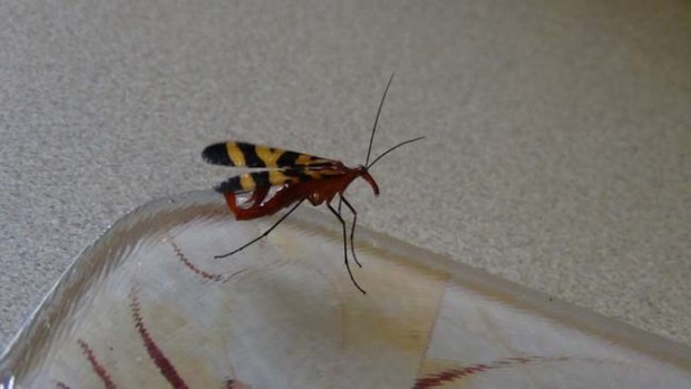 Đang dọn nhà thì phát hiện bọ cạp bay kinh dị, gia chủ thiếu điều bỏ của chạy lấy người - Ảnh 4.