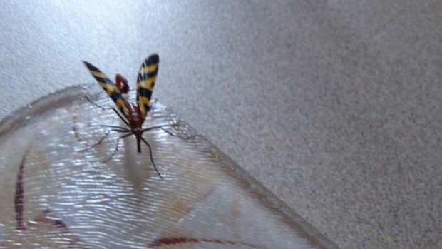 Đang dọn nhà thì phát hiện bọ cạp bay kinh dị, gia chủ thiếu điều bỏ của chạy lấy người - Ảnh 2.