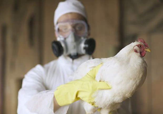 WHO khuyến cáo Việt Nam cần đề cao cảnh giác nhiễm cúm A (H5N8) từ gia cầm sang người - Ảnh 2.