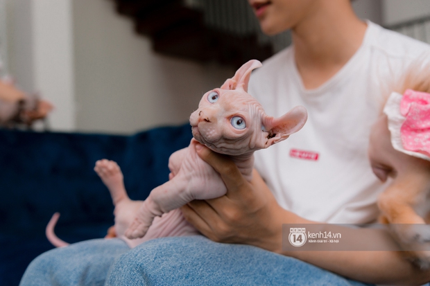 Jsol - chàng ca sĩ nhai đầu mèo cực hot trên TikTok: Mỗi tháng tốn 20 triệu nuôi 14 con thú cưng, stress lắm nhưng không bỏ được! - Ảnh 5. Jsol - chàng ca sĩ nhai đầu mèo cực hot trên TikTok: Mỗi tháng tốn 20 triệu nuôi 14 con thú cưng, stress lắm nhưng không bỏ được! - Ảnh 5.