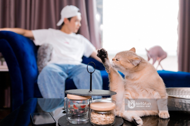 Jsol - chàng ca sĩ nhai đầu mèo cực hot trên TikTok: Mỗi tháng tốn 20 triệu nuôi 14 con thú cưng, stress lắm nhưng không bỏ được! - Ảnh 8.