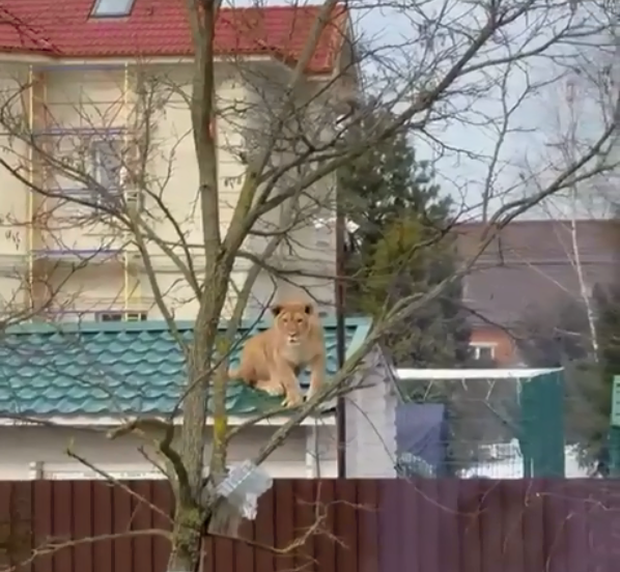 Orang gemetar saat syuting video singa duduk di atap jemur, cerita di balik jaring membuat <a href='https://tribunmedan.cfd/tag/netizen' title='netizen'>netizen</a> terkesiap - Foto 2.