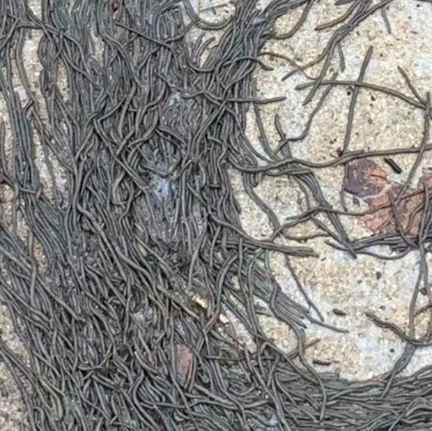 Cảnh tượng hàng ngàn con giun lúc nhúc quay tròn như cơn lốc xoáy trên đường khiến ai nấy nổi da gà, các nhà khoa học đau đầu tìm lời giải - Ảnh 3.