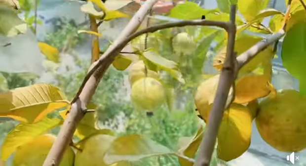 Lý Hải - Minh Hà trồng cây trên sân thượng mà thu hoạch nặng trĩu tay, phải đăng đàn ai ăn thì biếu bớt lấy thảo - Ảnh 3. Lý Hải - Minh Hà trồng cây trên sân thượng mà thu hoạch nặng trĩu tay, phải đăng đàn ai ăn thì biếu bớt lấy thảo - Ảnh 3.