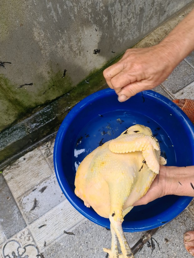 Nuôi gà 10 tháng không đẻ, gia đình bèn đem “làm thịt” và phát hiện ra sự thật bàng hoàng sau lớp lông - Ảnh 2. Nuôi gà 10 tháng không đẻ, gia đình bèn đem “làm thịt” và phát hiện ra sự thật bàng hoàng sau lớp lông - Ảnh 2.