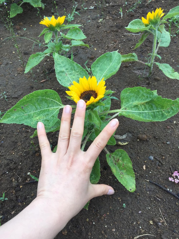 Những bé cây ra hoa kết trái vượt khỏi quy luật tự nhiên: Hướng dương cao không tới 1 gang tay, hoa chuối chia năm xẻ bảy và hơn thế nữa! - Ảnh 1. Những bé cây ra hoa kết trái vượt khỏi quy luật tự nhiên: Hướng dương cao không tới 1 gang tay, hoa chuối chia năm xẻ bảy và hơn thế nữa! - Ảnh 1.