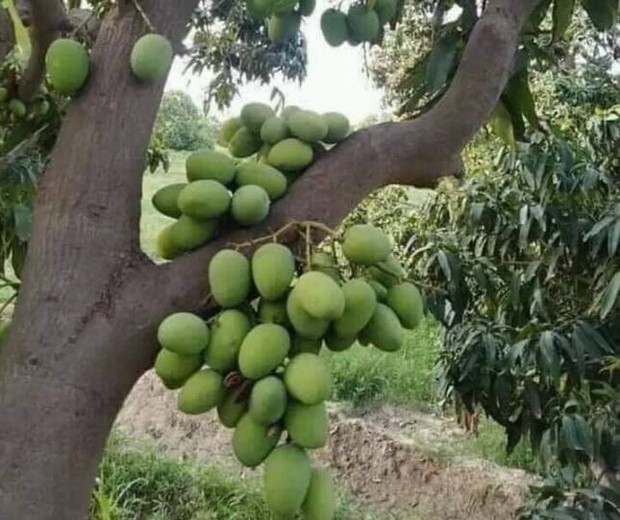 Những bé cây ra hoa kết trái vượt khỏi quy luật tự nhiên: Hướng dương cao không tới 1 gang tay, hoa chuối chia năm xẻ bảy và hơn thế nữa! - Ảnh 8. Những bé cây ra hoa kết trái vượt khỏi quy luật tự nhiên: Hướng dương cao không tới 1 gang tay, hoa chuối chia năm xẻ bảy và hơn thế nữa! - Ảnh 8.