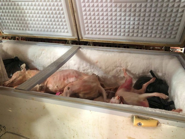 TP.HCM: Hàng chục con chó bị giết nằm la liệt trên sàn, phát hiện nhiều dụng cụ trộm chó - Ảnh 2. TP.HCM: Hàng chục con chó bị giết nằm la liệt trên sàn, phát hiện nhiều dụng cụ trộm chó - Ảnh 2.