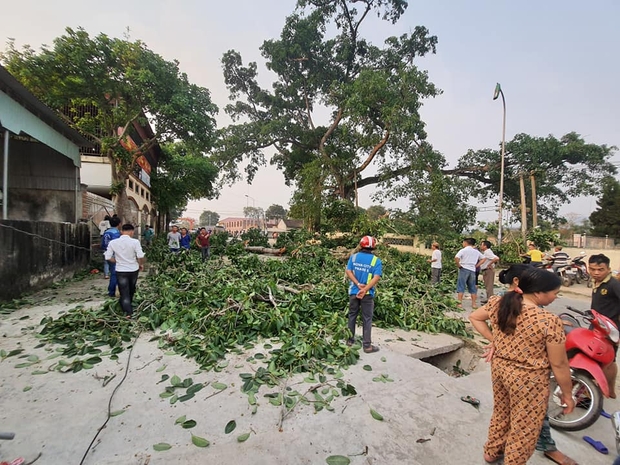 Cây đa hơn 300 năm gãy cành: Nạn nhân nghi chấn động não, phải chuyển ra Hà Nội - Ảnh 2. Cây đa hơn 300 năm gãy cành: Nạn nhân nghi chấn động não, phải chuyển ra Hà Nội - Ảnh 2.