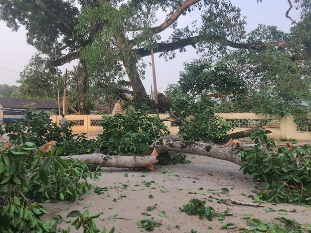 Cây đa hơn 300 năm gãy cành: Nạn nhân nghi chấn động não, phải chuyển ra Hà Nội - Ảnh 3. Cây đa hơn 300 năm gãy cành: Nạn nhân nghi chấn động não, phải chuyển ra Hà Nội - Ảnh 3.