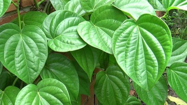 Bố sai em trai đi hái lá lốt về rán chả, cô chị liền chụp ảnh bóc phốt lên mạng sau khi nhìn thấy thành phẩm? - Ảnh 3. Bố sai em trai đi hái lá lốt về rán chả, cô chị liền chụp ảnh bóc phốt lên mạng sau khi nhìn thấy thành phẩm? - Ảnh 3.