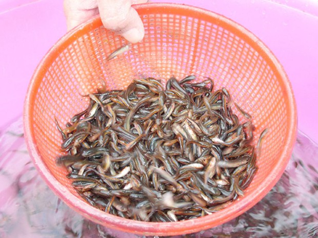 Thanh niên nấu đồ cây nhà lá vườn đãi khách quý, dân mạng đồng loạt ném đá vì cho rằng quá ác - Ảnh 4.