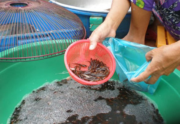 Thanh niên nấu đồ cây nhà lá vườn đãi khách quý, dân mạng đồng loạt ném đá vì cho rằng quá ác - Ảnh 5.