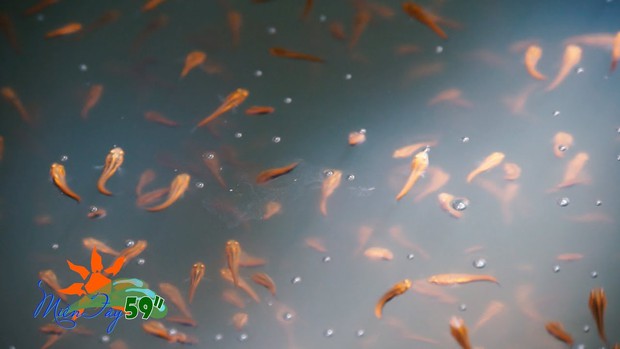 Thanh niên nấu đồ cây nhà lá vườn đãi khách quý, dân mạng đồng loạt ném đá vì cho rằng quá ác - Ảnh 3.