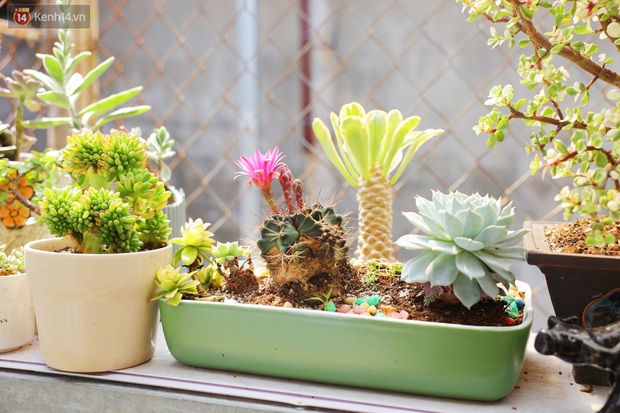 Hoa mắt với vườn xương rồng hơn 10.000 cây của chú Phúc miền Tây: Có loại sống đến năm 30 tuổi mới ra hoa rồi chết - Ảnh 4.